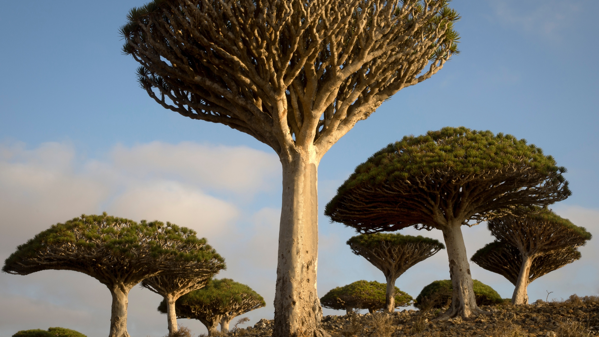 Sunrise light on Dragon's Blood Trees on the island of Socotra off the coast of Yemen