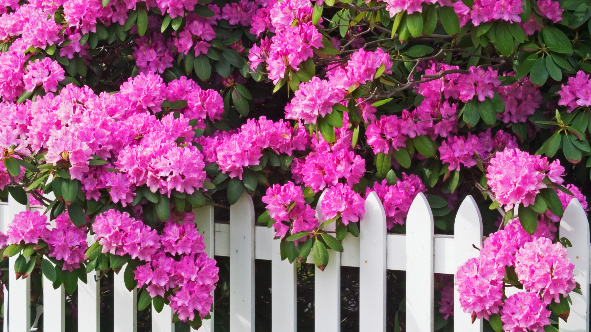 rhododendron