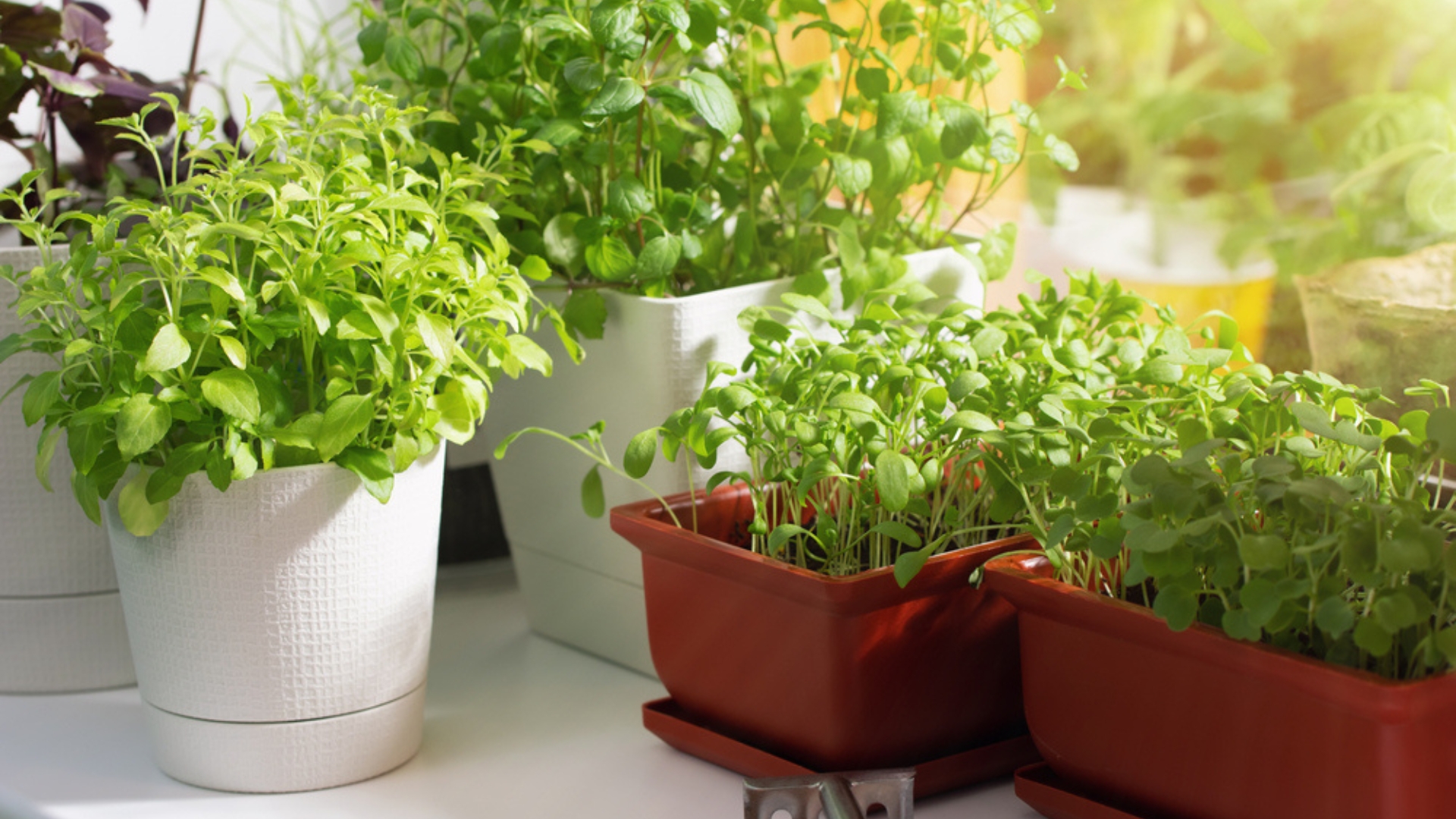 40 Vegetables You Can Effortlessly Grow On A Windowsill – How To Create An Indoor Kitchen Garden, No Outdoor Space Needed