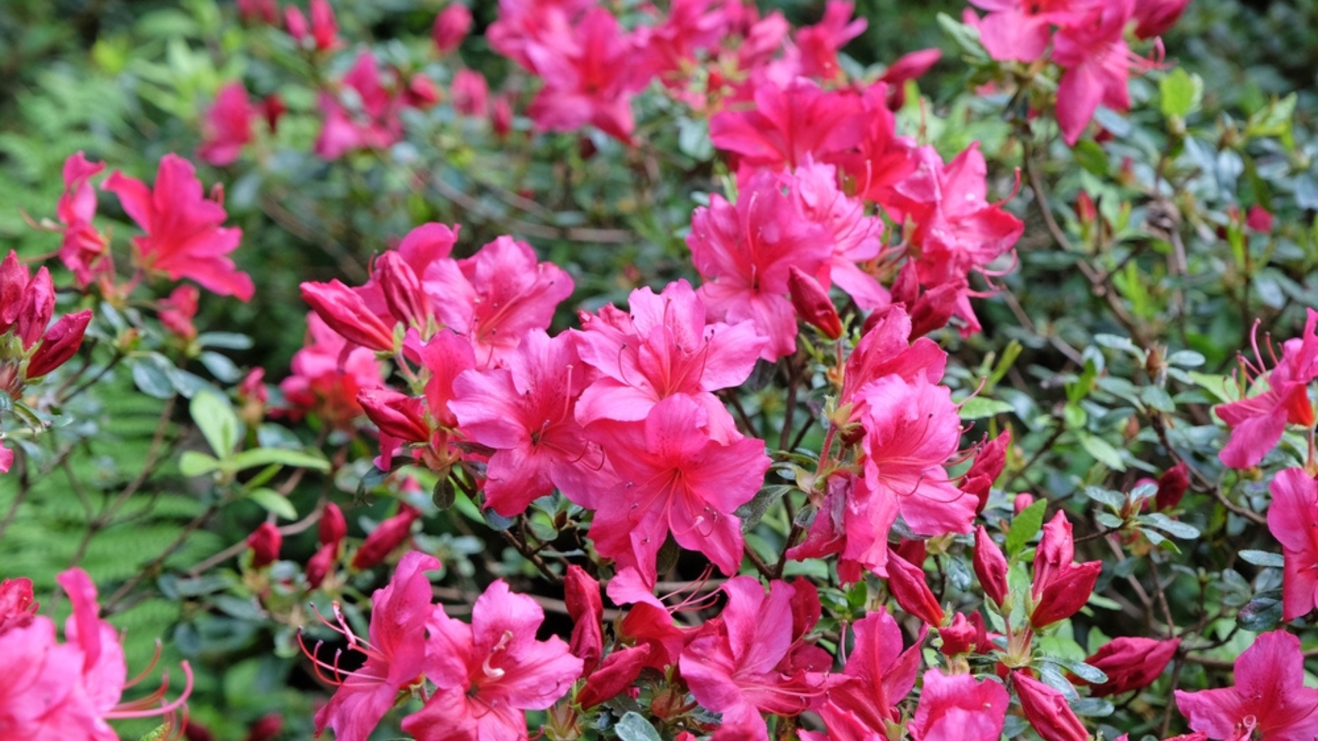 azaleas