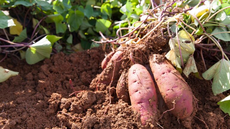 Potatoes in the garden