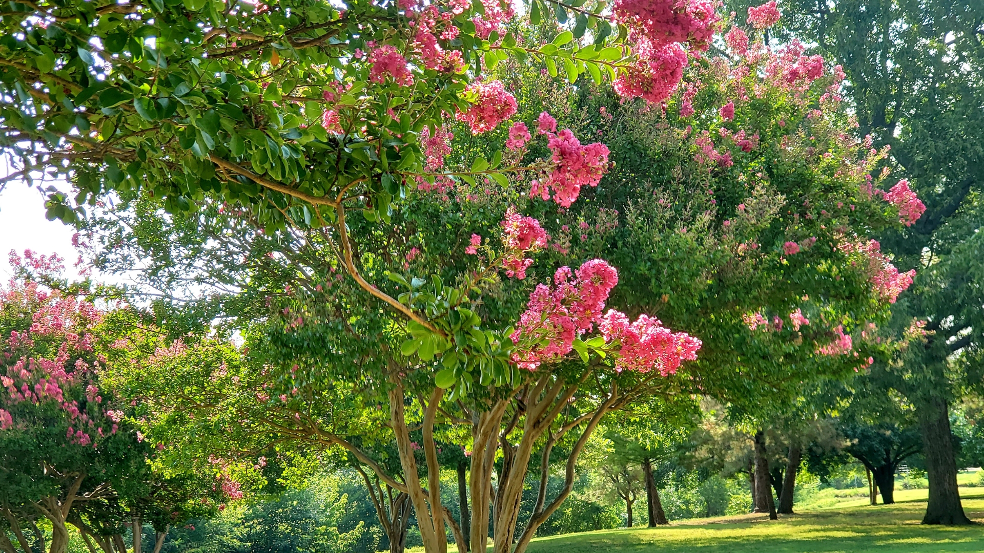 Crepe Myrtle