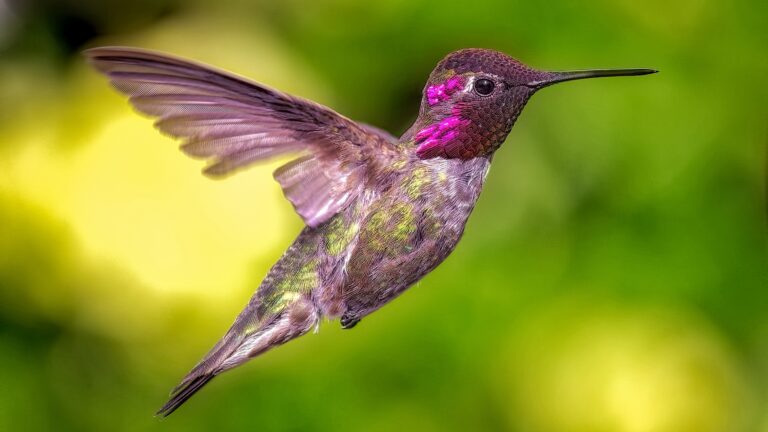 Hummingbird