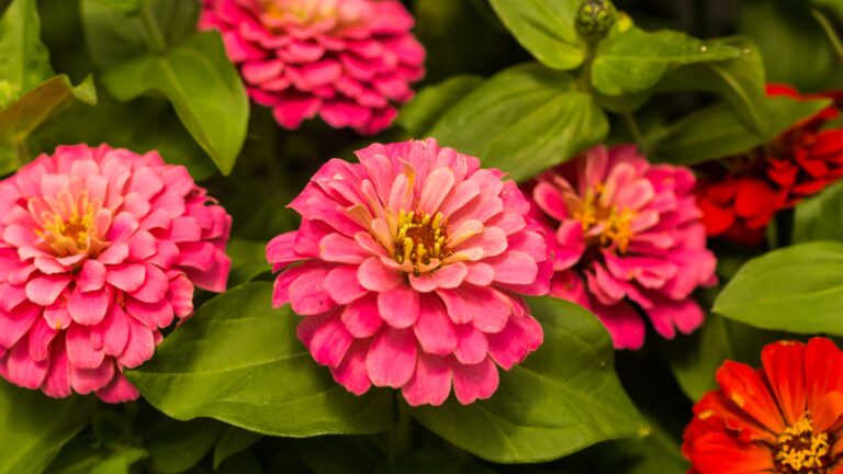 Zinnias