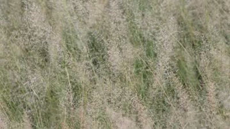 Wind-Pollinated Plants