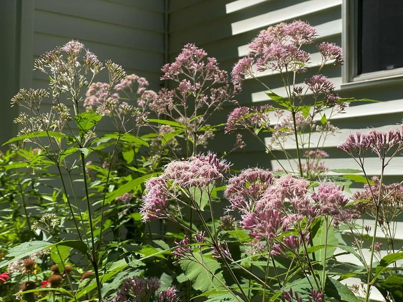 Drought Tolerant Once Established