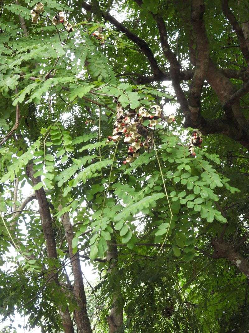 Adenanthera pavonina (Lucky Bean Tree)