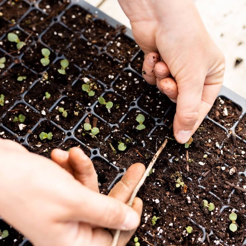 Thin Seedlings Promptly