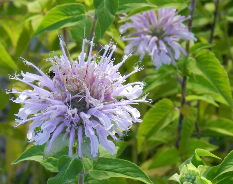 Natural Pesticide