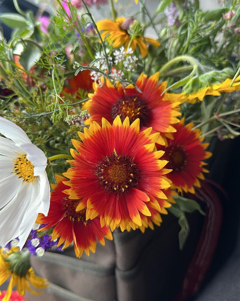 Cut Flower Delight