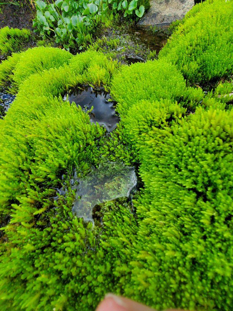 Grow Moss for a Soft, Green Surface