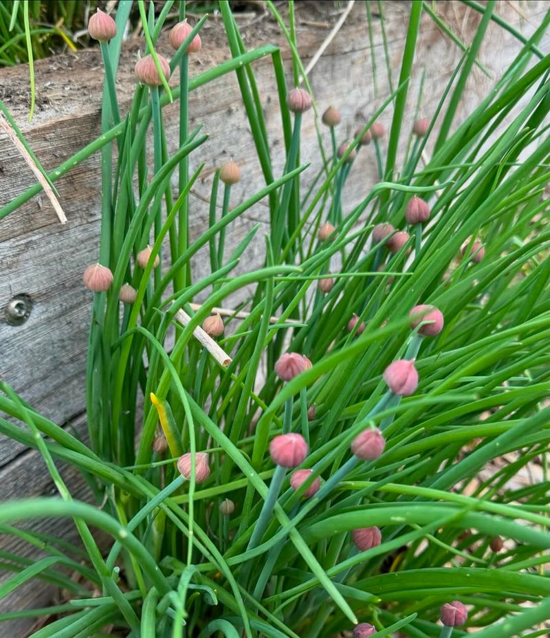 Grow Chives