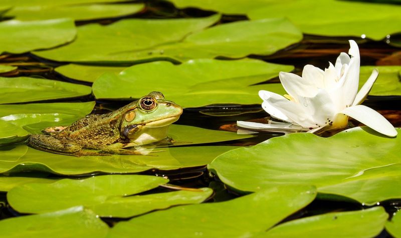 Plant Native Plants Around the Pond