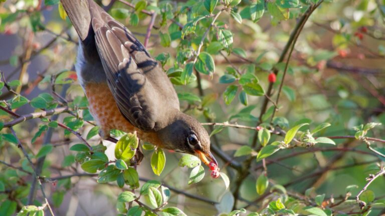 american robin feeding on a berry