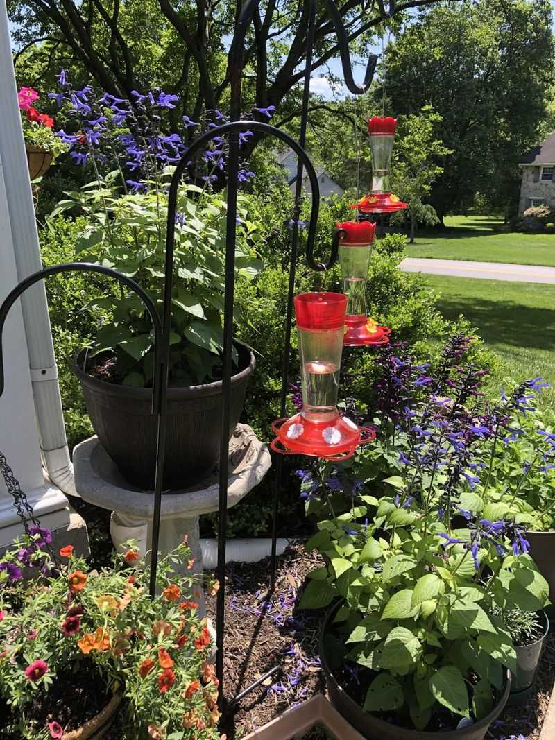 Invite Hummingbirds as Guests