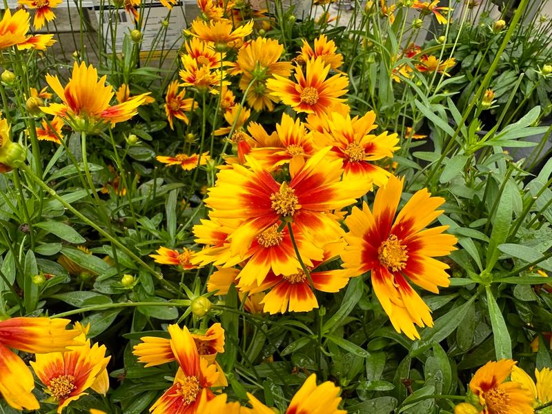 Cultivate Coreopsis