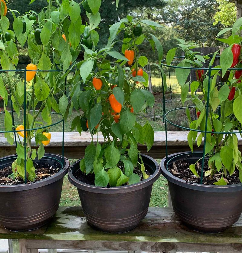 Set Up a Vegetable Garden in Containers