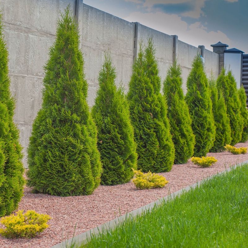 Plant a row of shrubs for privacy