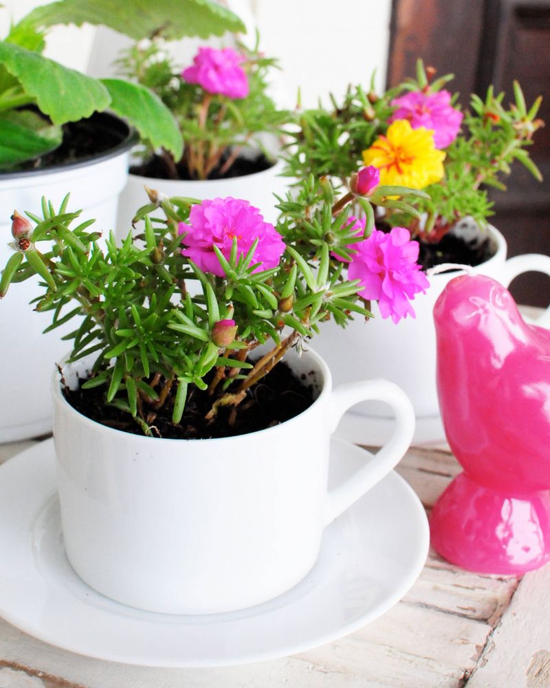 Use old teacups as small planters