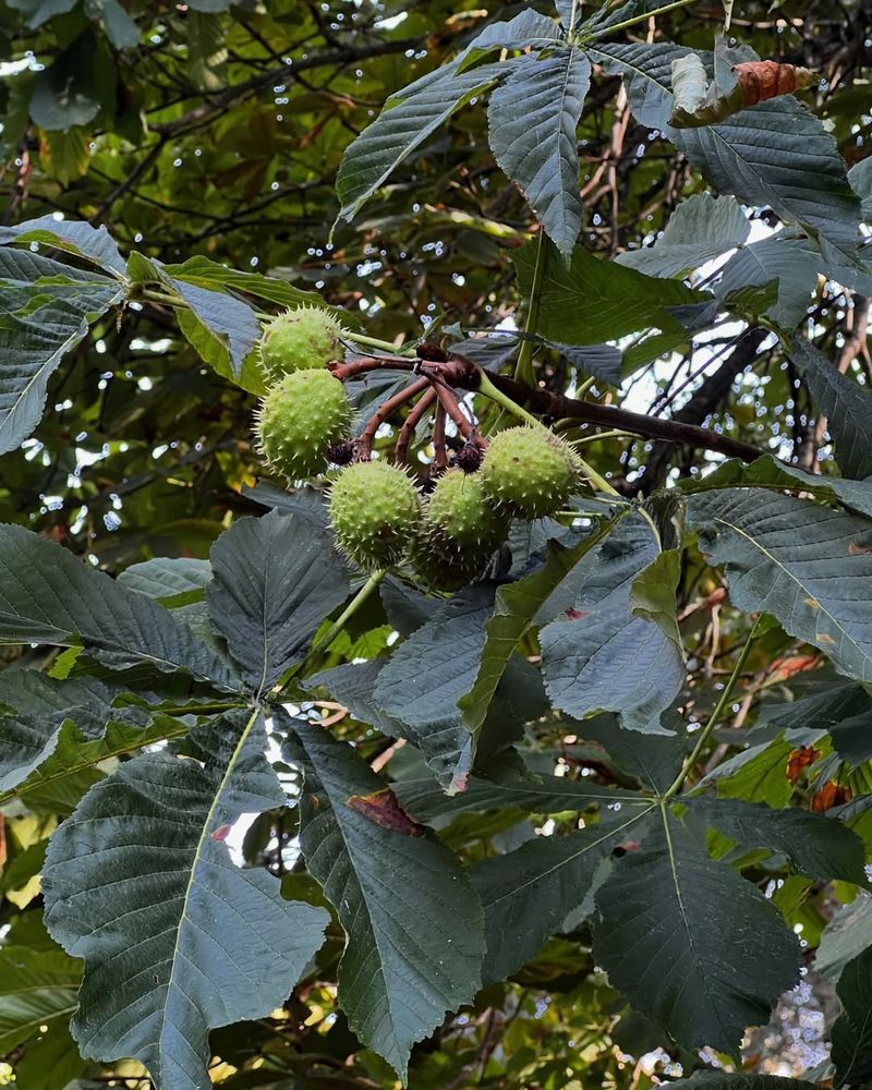 Aesculus hippocastanum (Horse Chestnut)