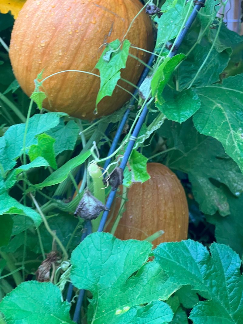 Knowing When To Harvest