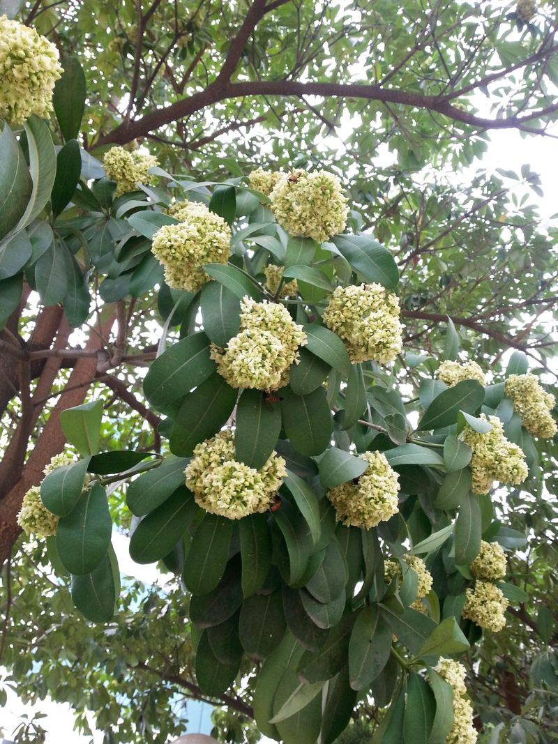 Alstonia scholaris (Dita Tree)