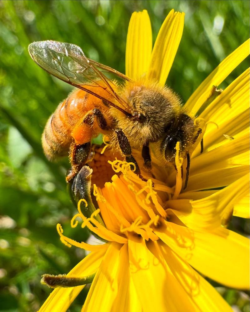 Pollinator Paradise