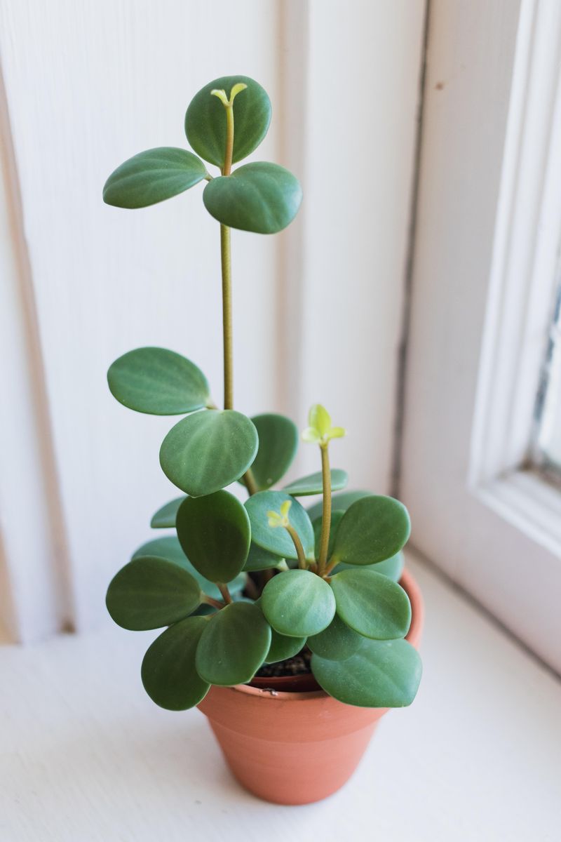 Peperomia – Compact, Hardy, and Undemanding