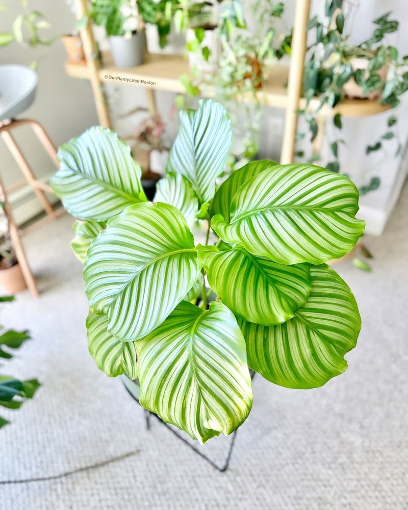 Calathea Orbifolia