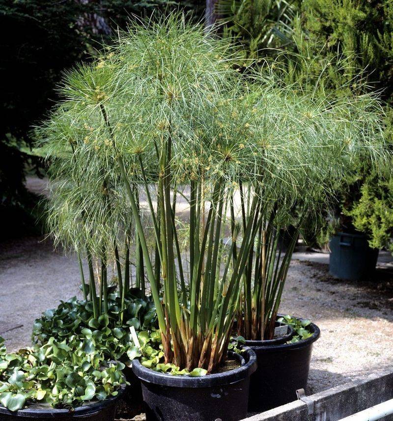 Cyperus Papyrus