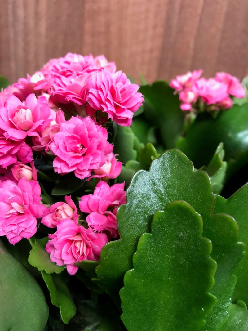 Kalanchoe