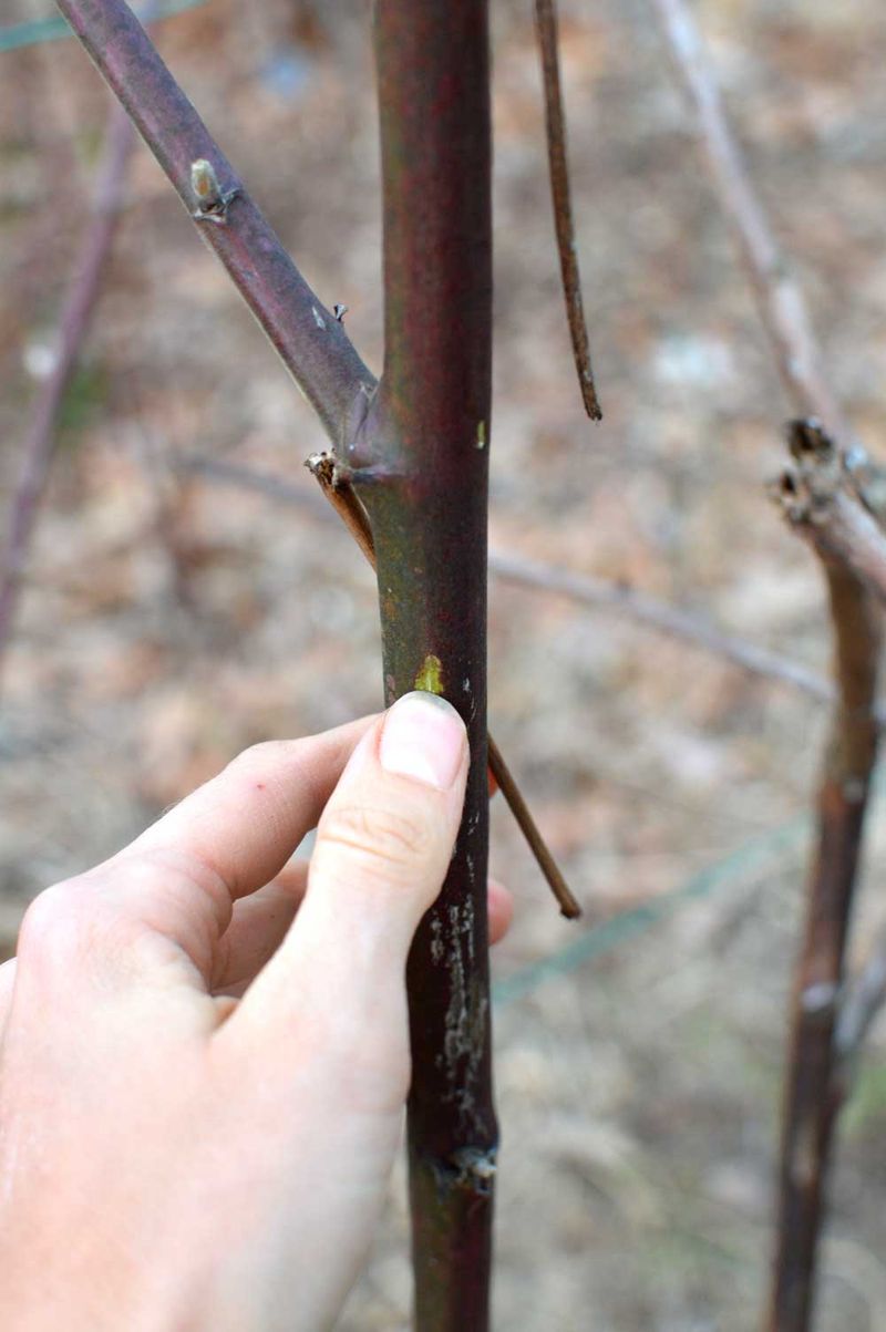 Identifying Dead Canes