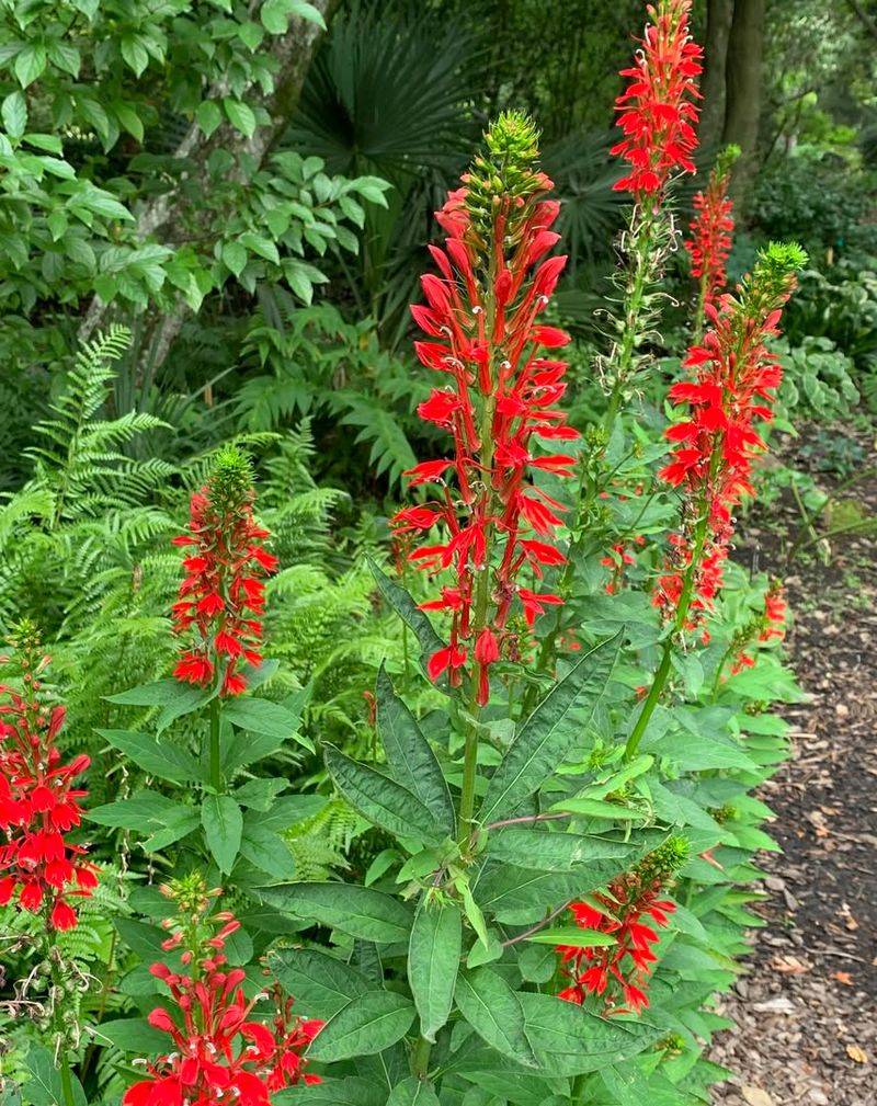 Lobelia Cardinalis