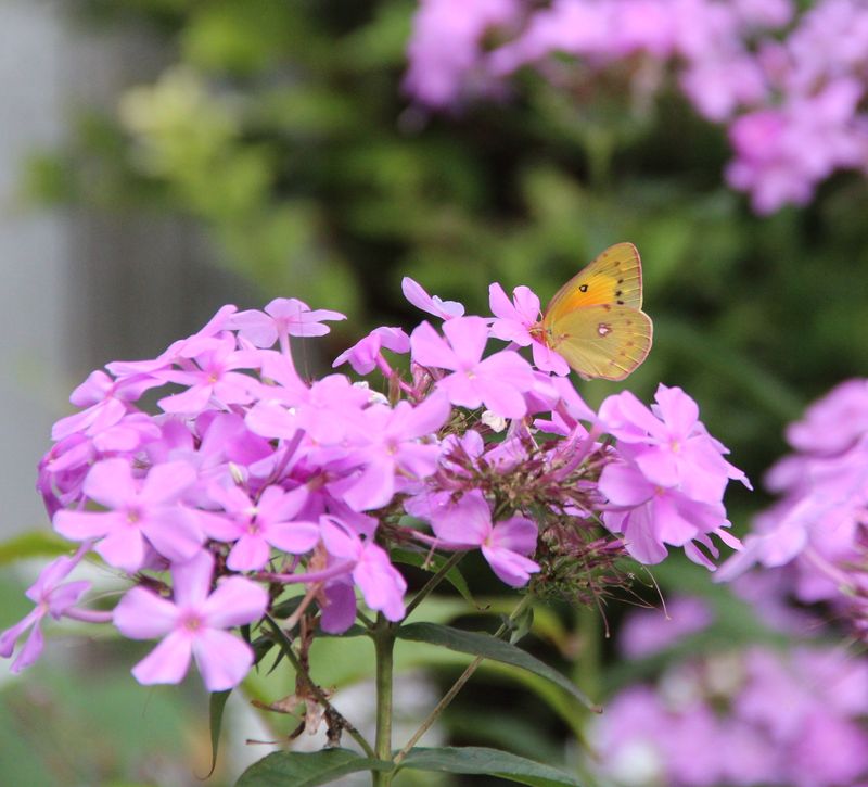 Phlox