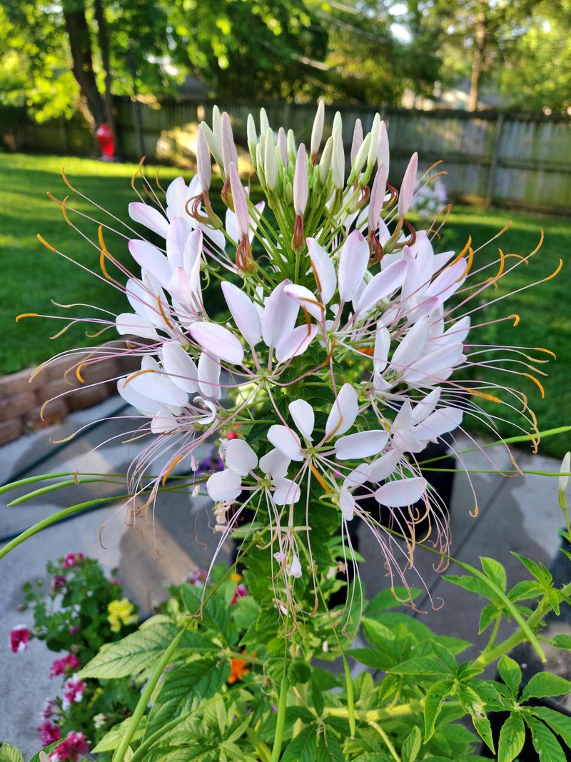 Cleome (Cleome hassleriana)