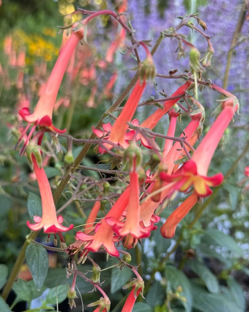 Cape Fuchsia