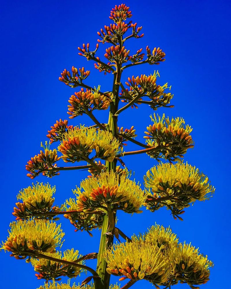 Agave parryi