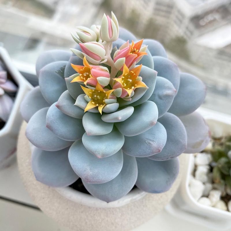 Echeveria species