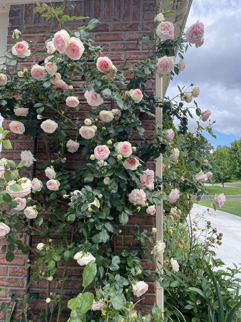 Heritage Rose Bushes