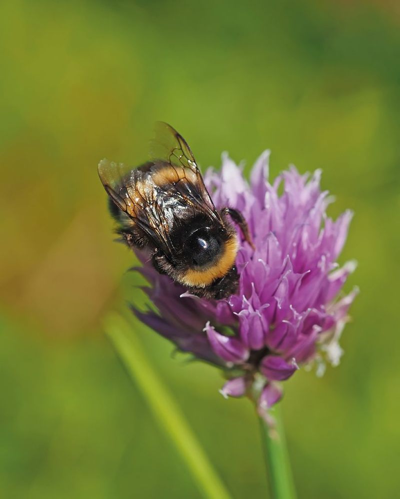 Disruption of Pollinators