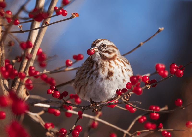 Provide Food for Wildlife