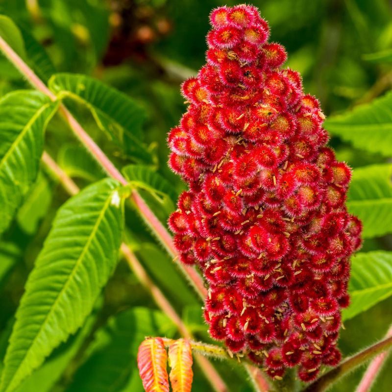 Sumac