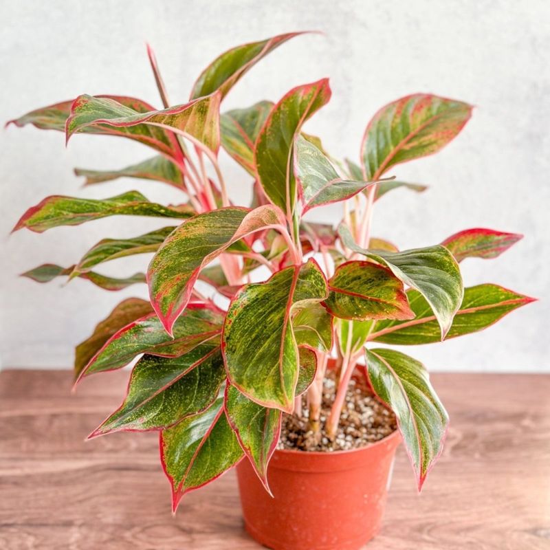 Aglaonema