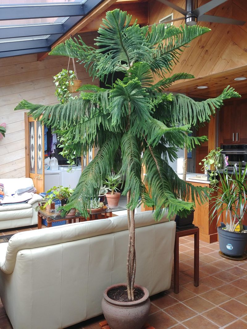 Norfolk Island Pine – Slow-Growing and Low-Demand