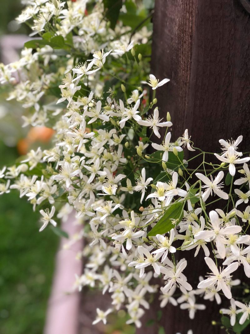 Sweet Autumn Clematis (Clematis terniflora)