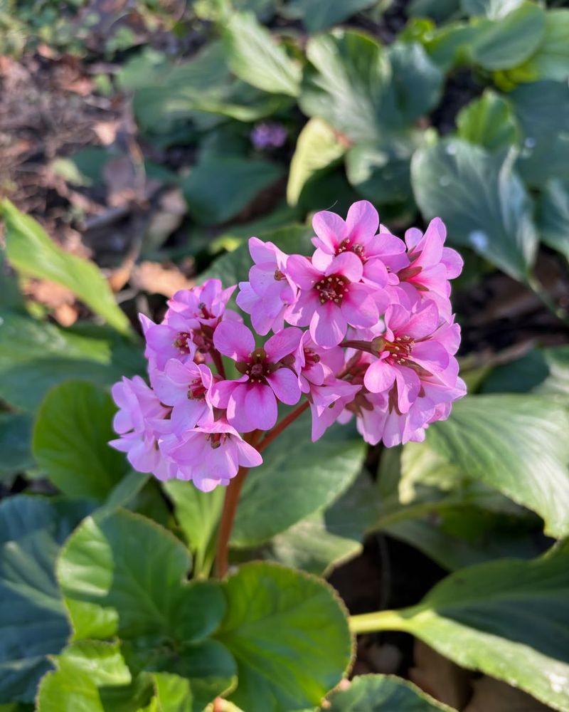 Bergenia