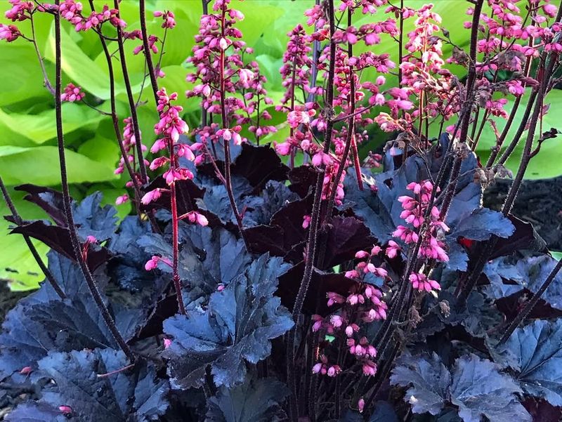 Heuchera