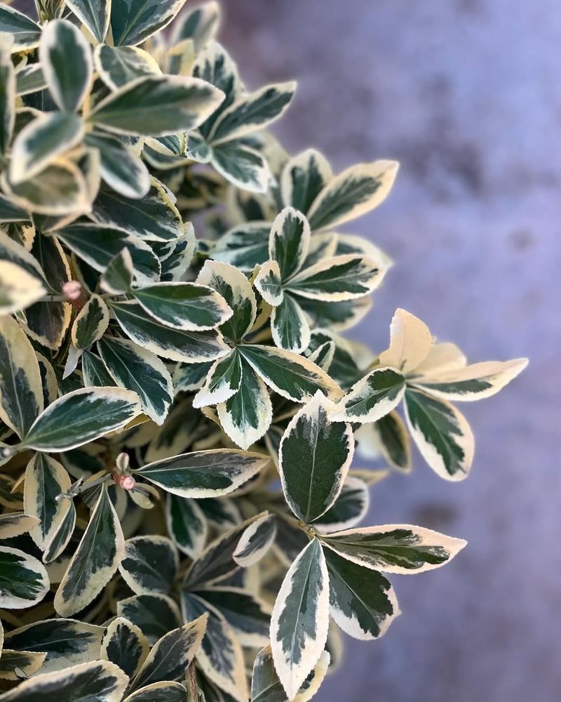 Euonymus Fortunei ‘Silver Queen’