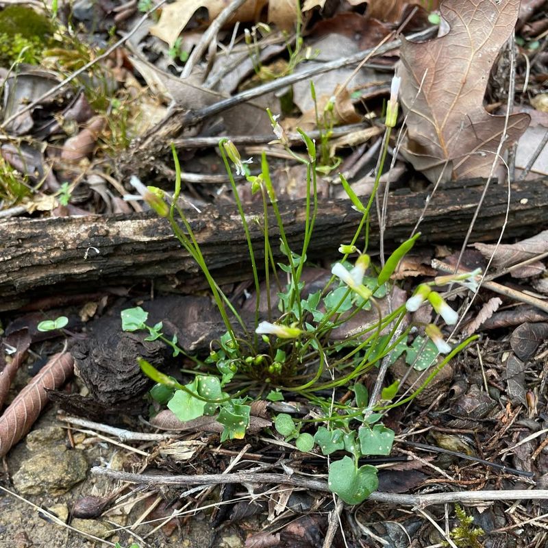 Hairy Rattleweed