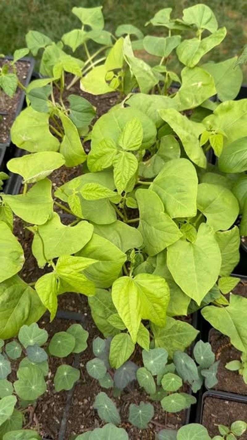 Kentucky Wonder Pole Bean